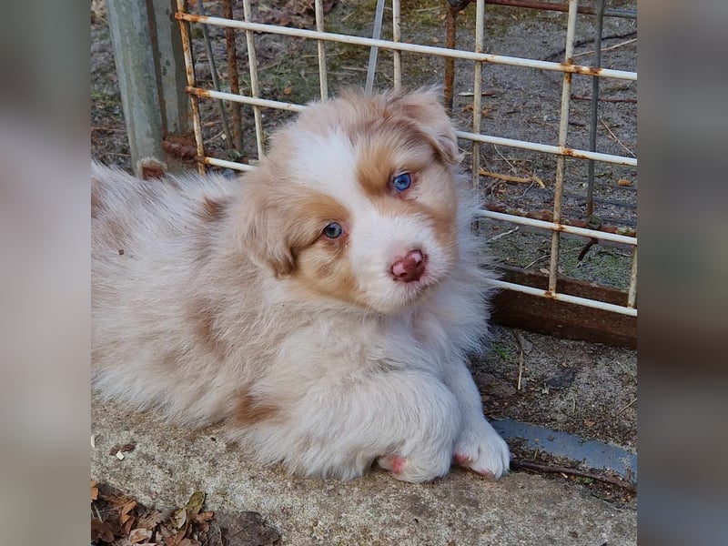 Skuddenhof Aussie´s