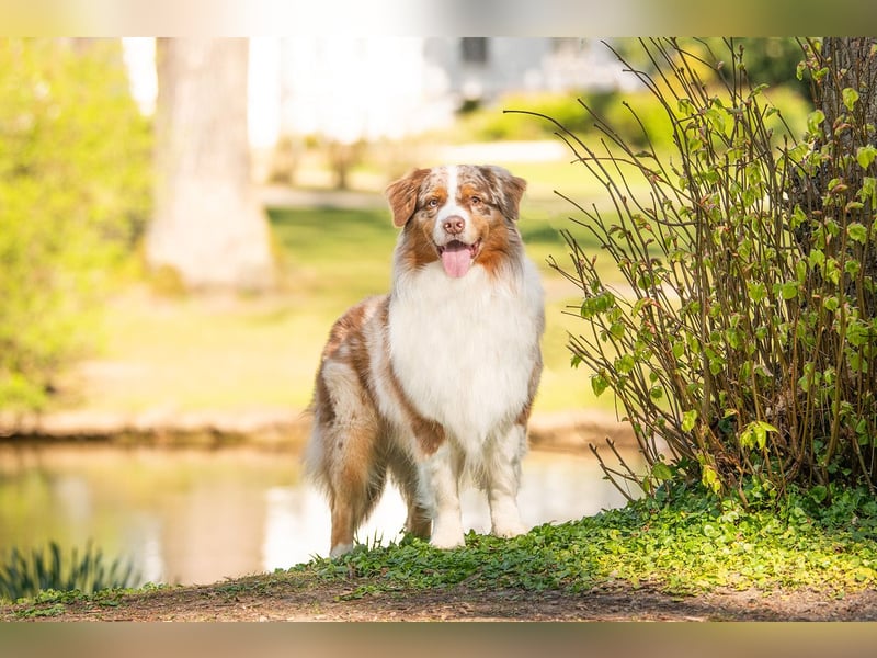 Australian Shepherd Deckrüde Red Merle mit ASCA Papieren "Captain" Therapiehund