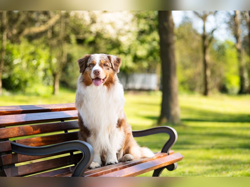 Australian Shepherd Deckrüde Red Merle mit ASCA Papieren "Captain" Therapiehund