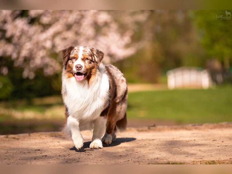 Australian Shepherd Deckrüde Red Merle mit ASCA Papieren "Captain" Therapiehund