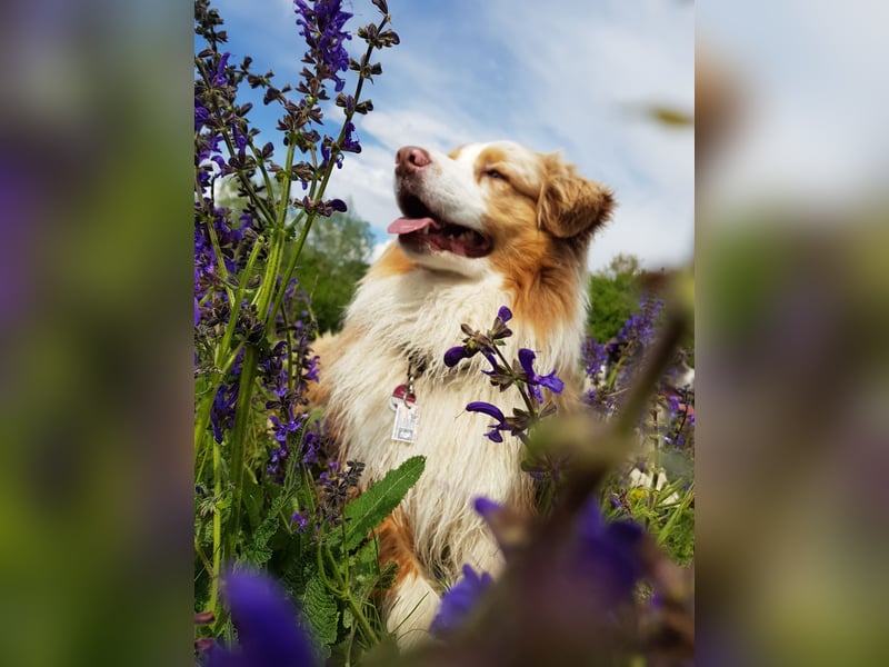 Australian Sheperd Deckrüde
