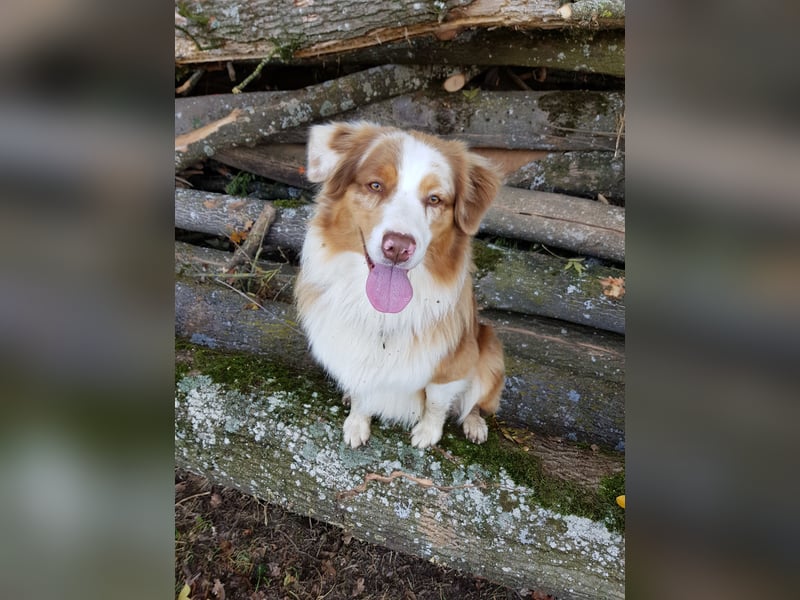 Australian Sheperd Deckrüde