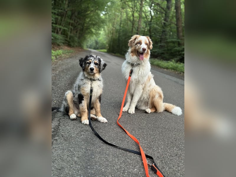 Australian Shepherd red Merle deckrüde