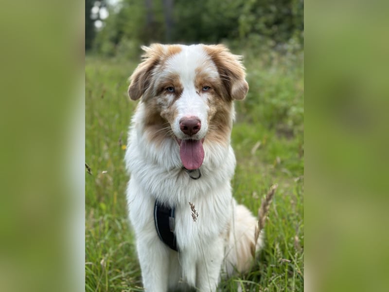Australian Shepherd red Merle deckrüde