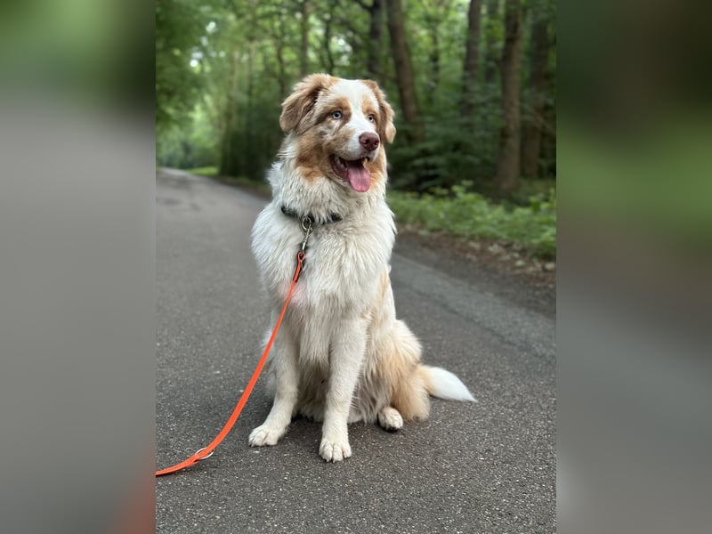 Australian Shepherd red Merle deckrüde