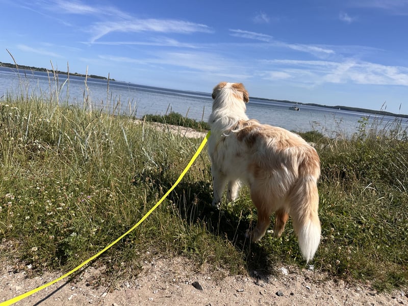 Australian Shepherd red Merle deckrüde