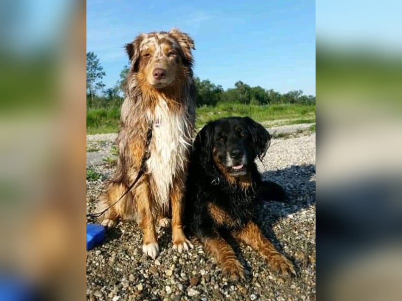 Murphy sucht ein neues zuhause