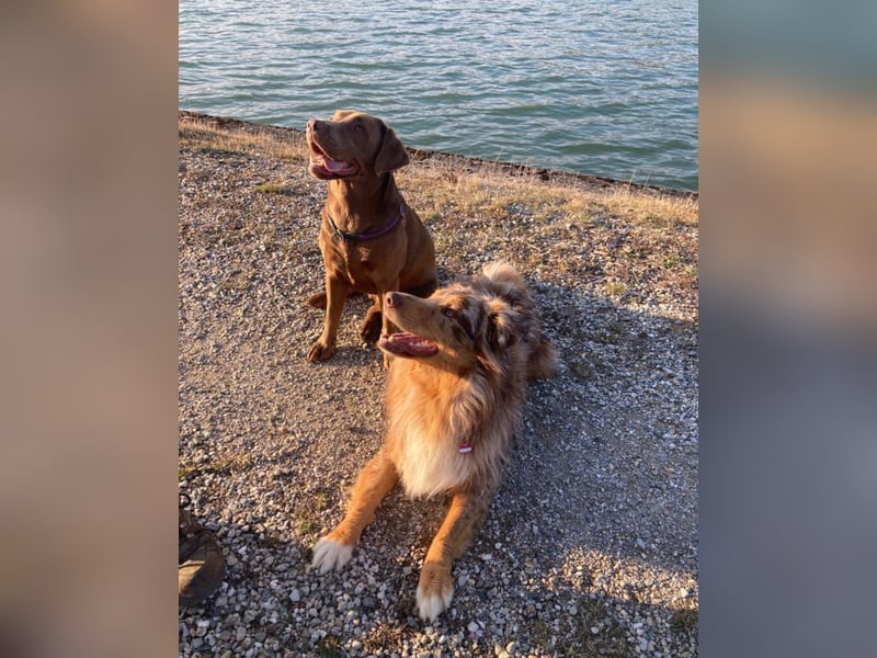 Murphy sucht ein neues zuhause