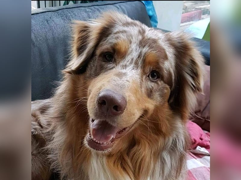 Murphy sucht ein neues zuhause
