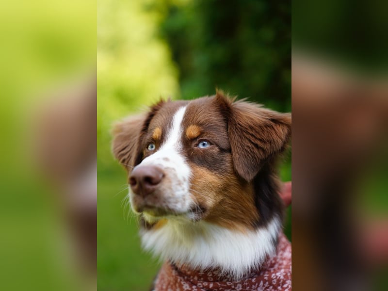 Australian Shepherd Deckrüde / red tri / blaue Augen