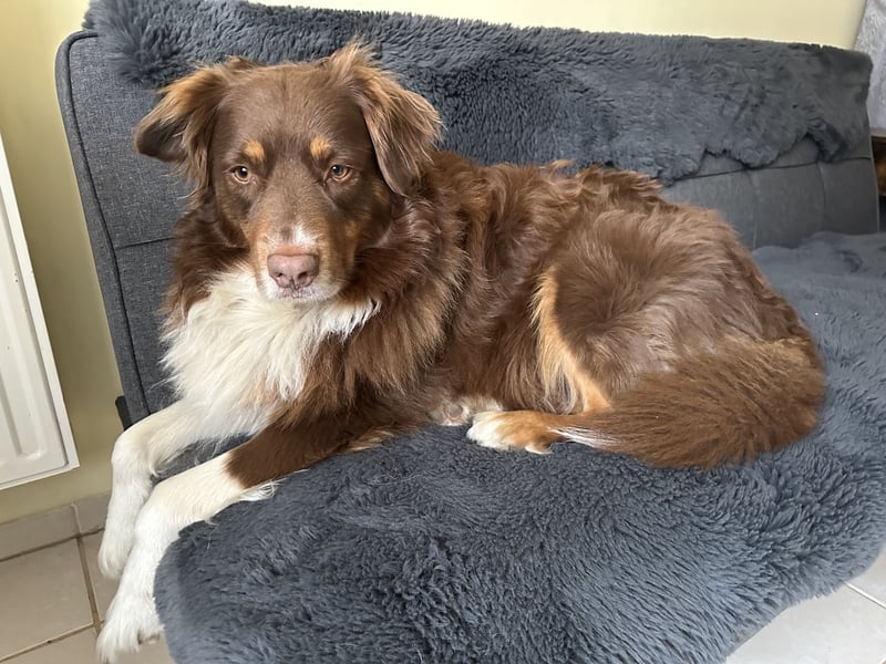 Australian Shepherd Deckrüde reinrassigMinimix redtri +Gesundheitszeugnis/Gen-Test