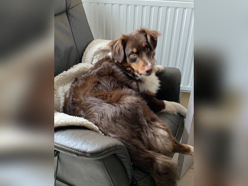 Australian Shepherd Deckrüde reinrassigMinimix redtri +Gesundheitszeugnis/Gen-Test