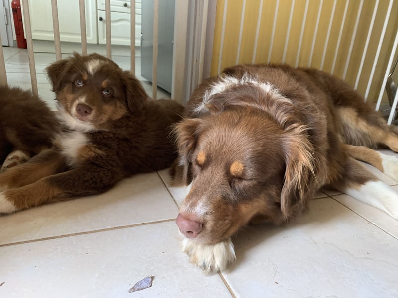Australian Shepherd Deckrüde reinrassigMinimix redtri +Gesundheitszeugnis/Gen-Test