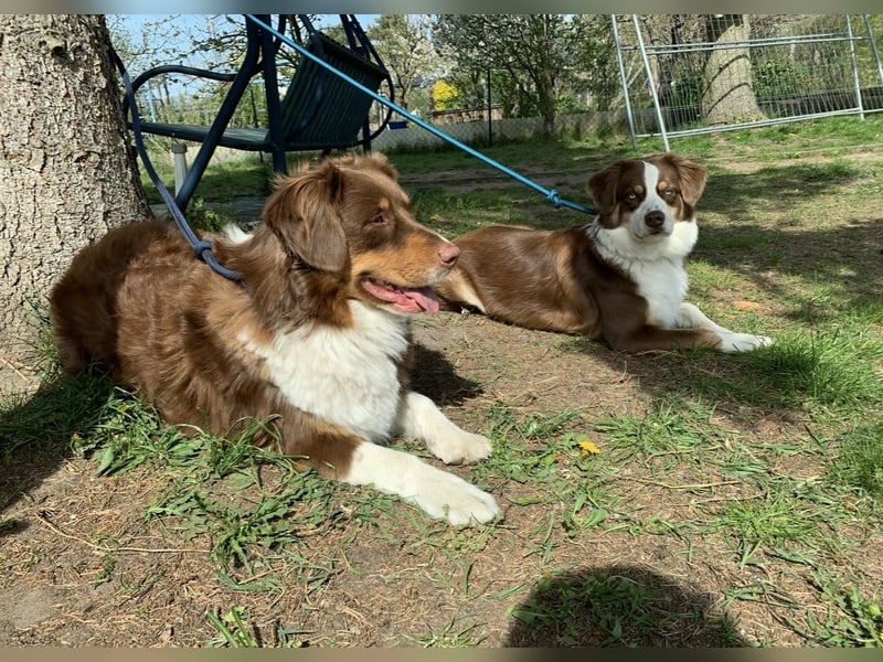 Australian Shepherd Deckrüde braun/redtri (Minimix/Reinrassig)+ Gesundheitszeugnis