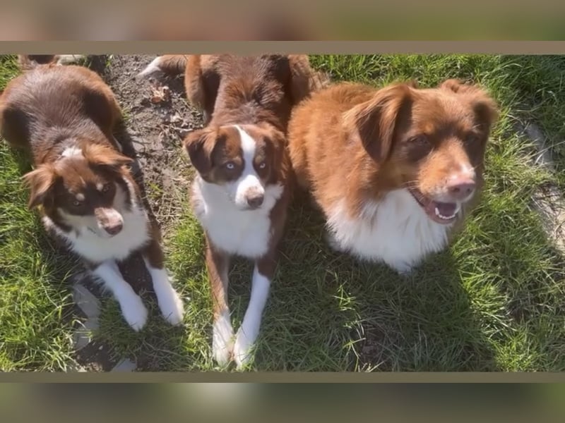 Australian Shepherd Deckrüde braun/redtri (Minimix/Reinrassig)+ Gesundheitszeugnis