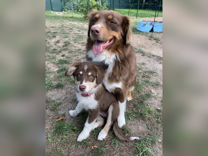 Australian Shepherd Deckrüde reinrassigMinimix redtri +Gesundheitszeugnis/Gen-Test