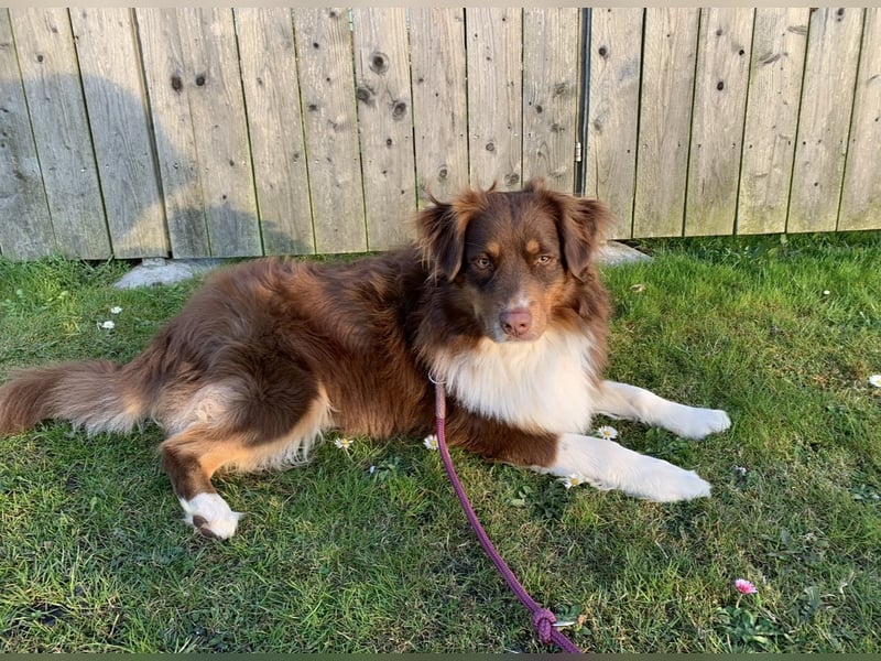 Australian Shepherd Deckrüde braun/redtri (Minimix/Reinrassig)+ Gesundheitszeugnis