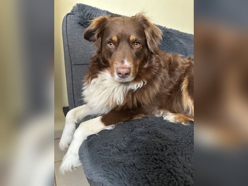 Australian Shepherd Deckrüde reinrassigMinimix redtri +Gesundheitszeugnis/Gen-Test
