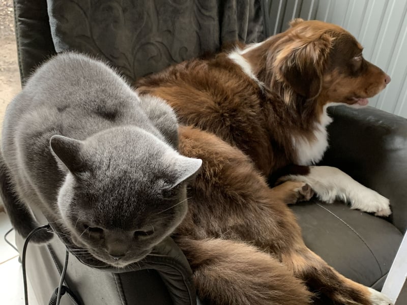 Australian Shepherd Deckrüde reinrassigMinimix redtri +Gesundheitszeugnis/Gen-Test