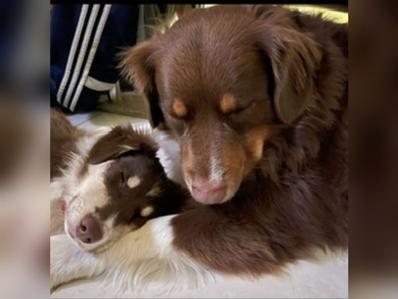 Australian Shepherd Deckrüde braun/redtri (Minimix/Reinrassig)+ Gesundheitszeugnis