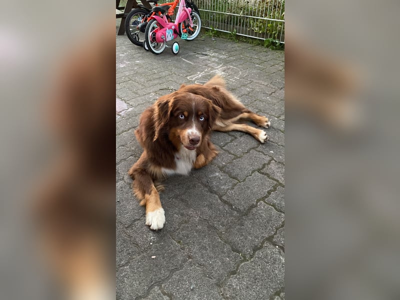 Australian Shepherd Deckrüde