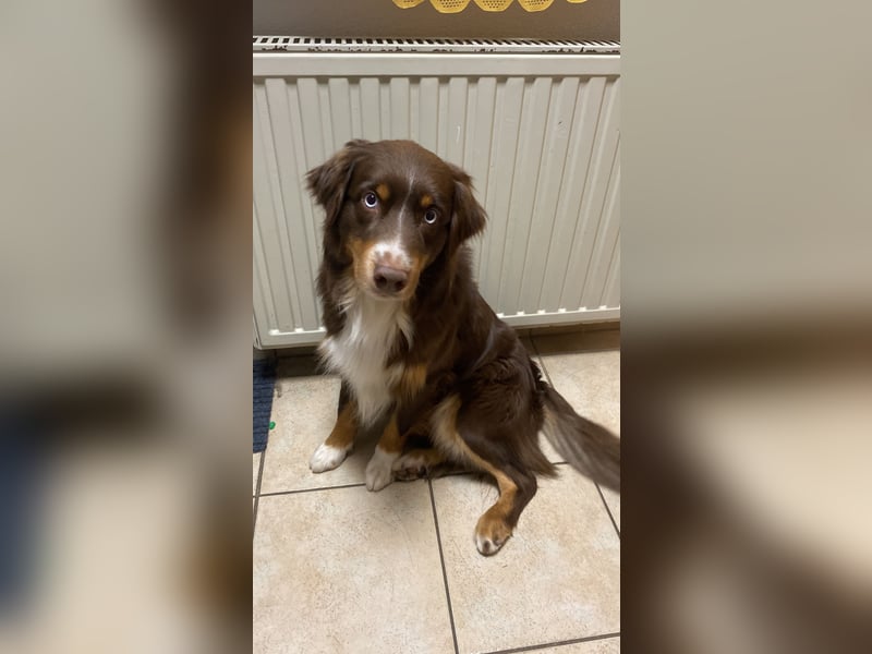 Australian Shepherd Deckrüde