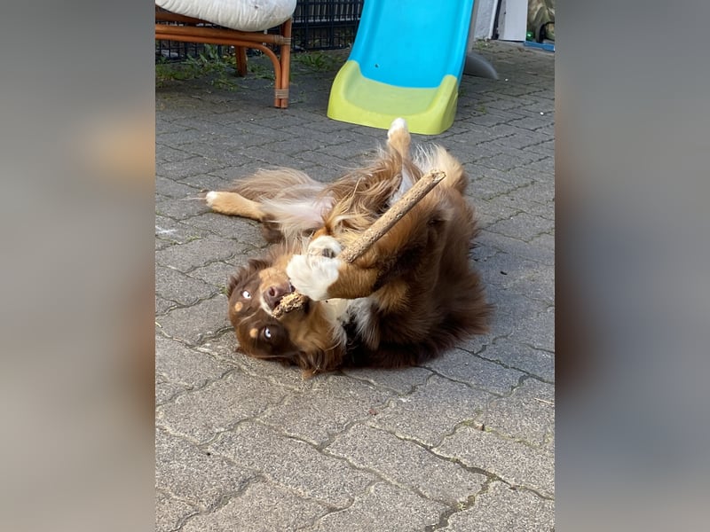 Australian Shepherd Deckrüde