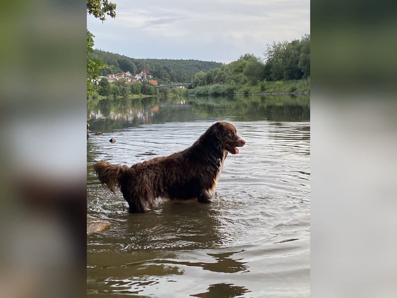 Australian Shepherd Deckrüde