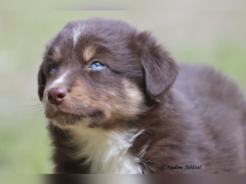 Red tri Australian Shepherd Rüde mit blauen Augen sucht eine Familie