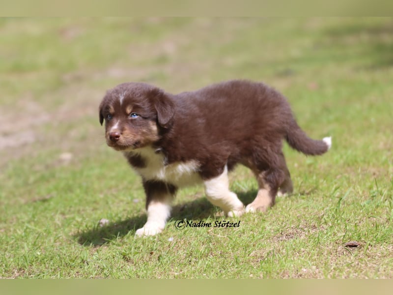 Red tri Australian Shepherd Rüde mit blauen Augen sucht eine Familie