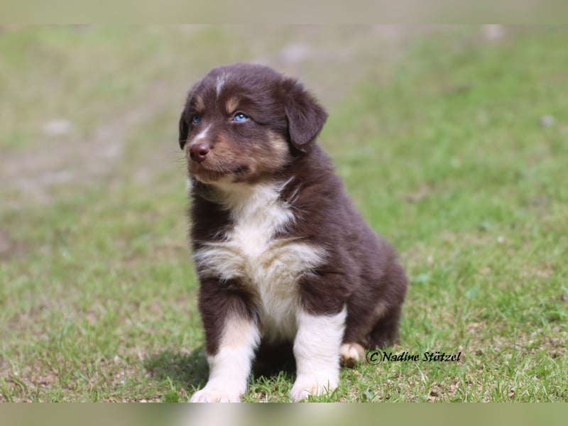 Red tri Australian Shepherd Rüde mit blauen Augen sucht eine Familie