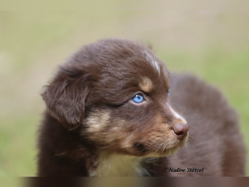 Red tri Australian Shepherd Rüde mit blauen Augen sucht eine Familie