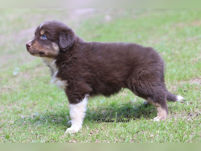 Red tri Australian Shepherd Rüde mit blauen Augen sucht eine Familie