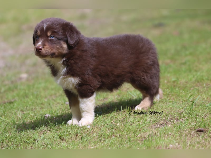 Red tri Australian Shepherd Rüde mit blauen Augen sucht eine Familie