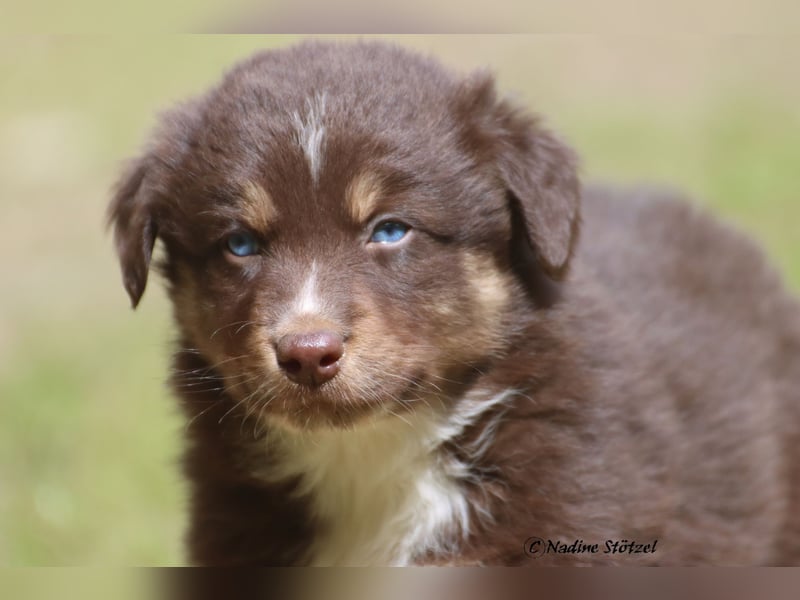 Red tri Australian Shepherd Rüde mit blauen Augen sucht eine Familie