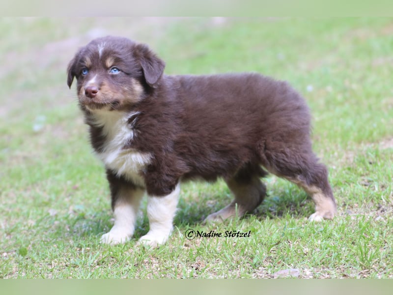 Red tri Australian Shepherd Rüde mit blauen Augen sucht eine Familie