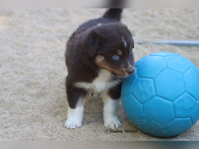 Red tri Australian Shepherd Rüde mit blauen Augen sucht eine Familie