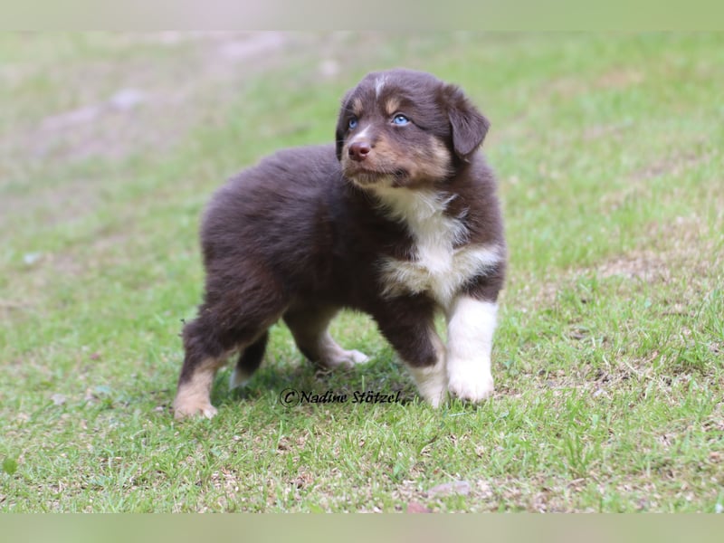 Red tri Australian Shepherd Rüde mit blauen Augen sucht eine Familie