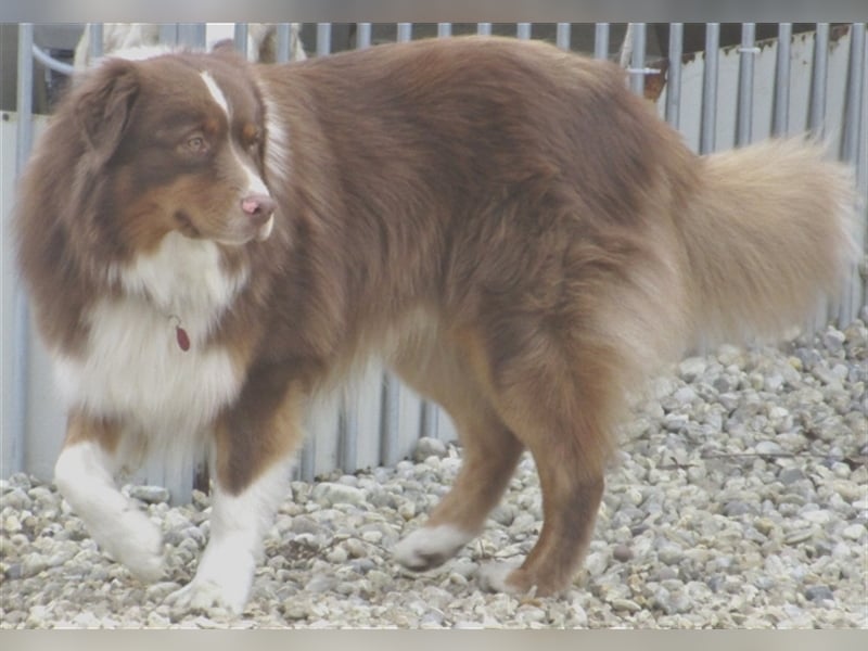 Australian Shepherd Deckrüde, ASCA , DNA VP, red tri, FREI von Gendefekten