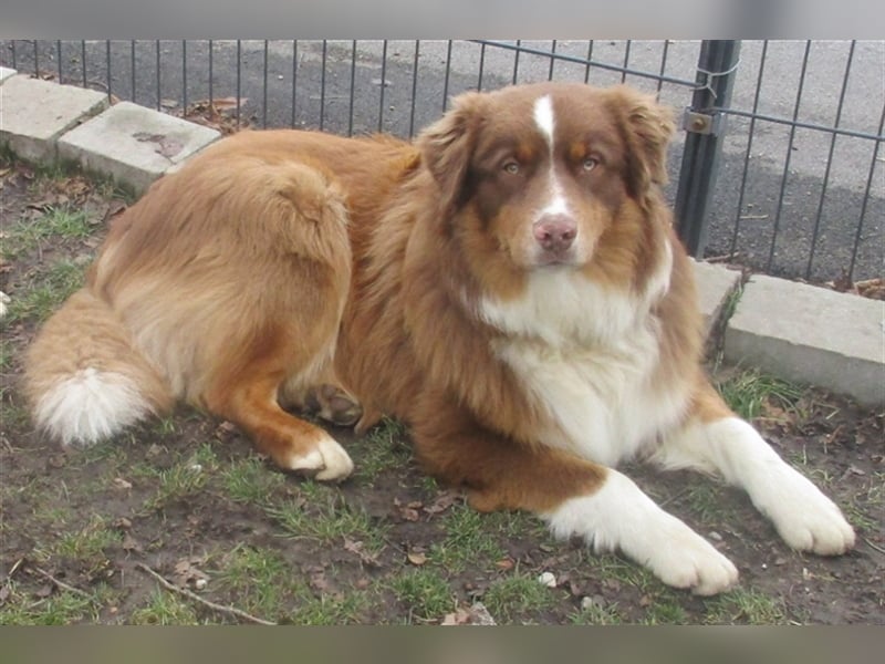 Australian Shepherd Deckrüde, ASCA , DNA VP, red tri, FREI von Gendefekten