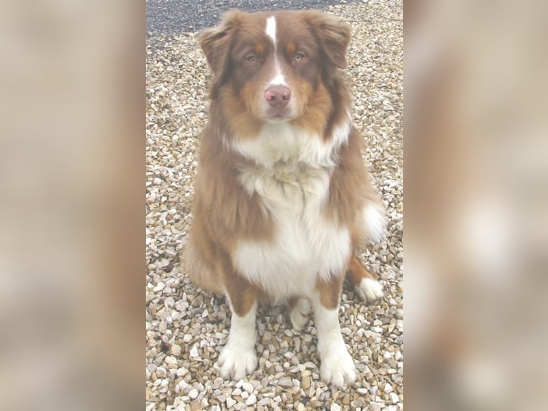 Australian Shepherd Deckrüde, ASCA , DNA VP, red tri, FREI von Gendefekten