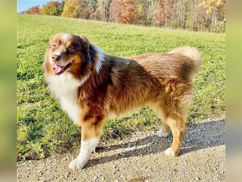 Australian Shepherd Deckrüde, ASCA , DNA VP, red tri, FREI von Gendefekten