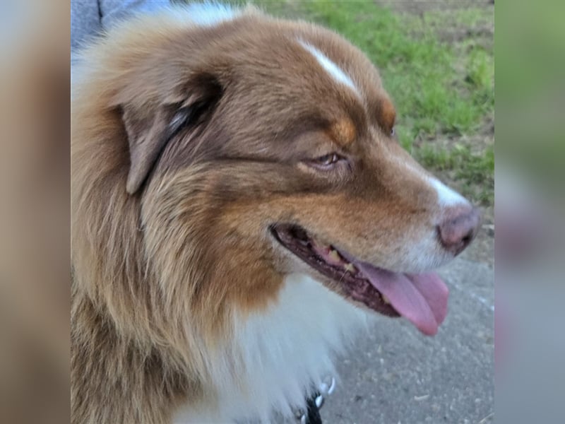 Australian Shepherd Deckrüde, ASCA , DNA VP, red tri, FREI von Gendefekten