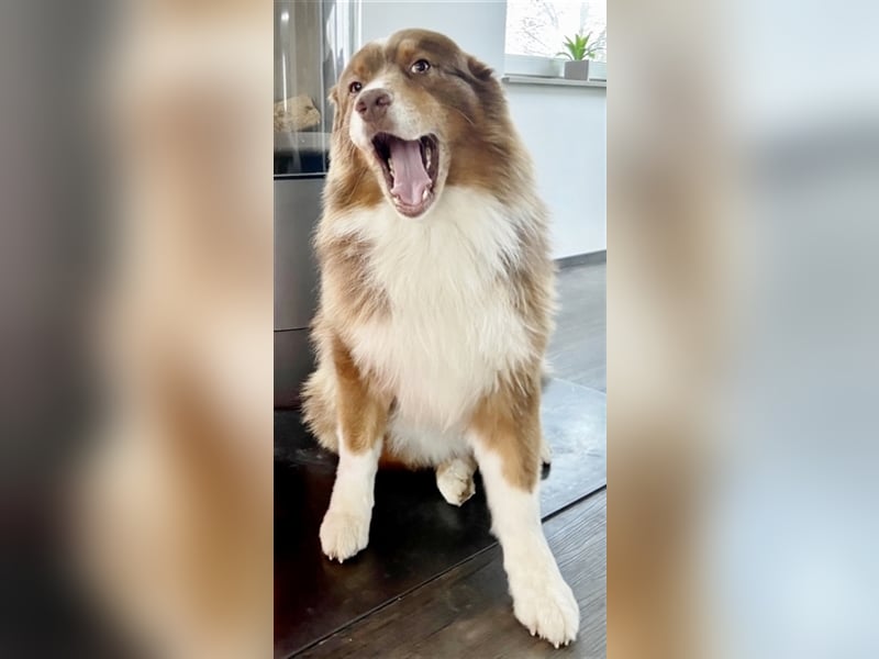 Australian Shepherd Deckrüde, ASCA , DNA VP, red tri, FREI von Gendefekten
