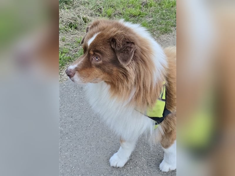 Australian Shepherd Deckrüde, ASCA , DNA VP, red tri, FREI von Gendefekten