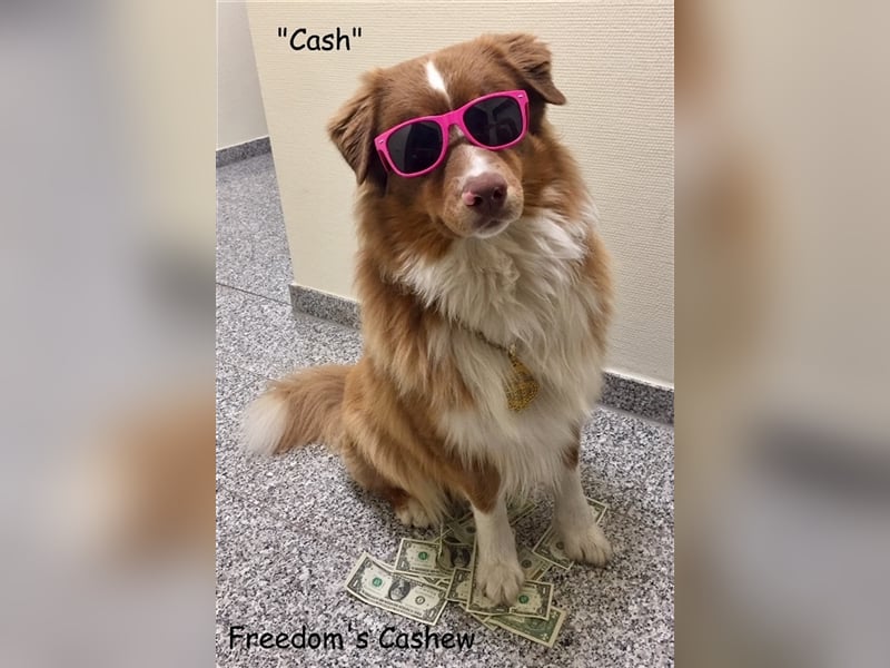 Australian Shepherd Deckrüde, ASCA , DNA VP, red tri, FREI von Gendefekten