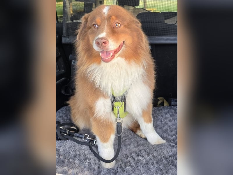 Australian Shepherd Deckrüde, ASCA , DNA VP, red tri, FREI von Gendefekten
