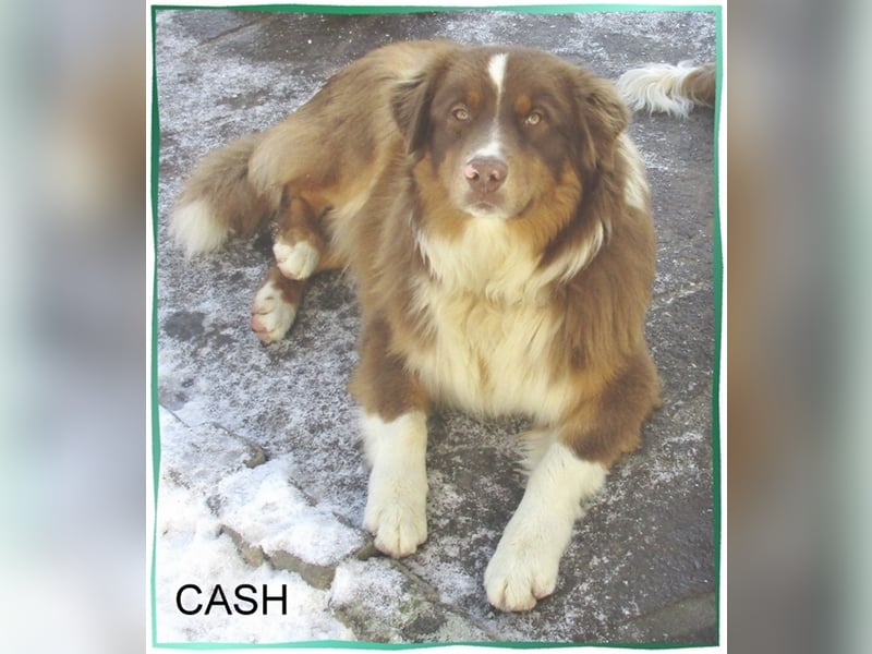 Australian Shepherd Deckrüde, ASCA , DNA VP, red tri, FREI von Gendefekten