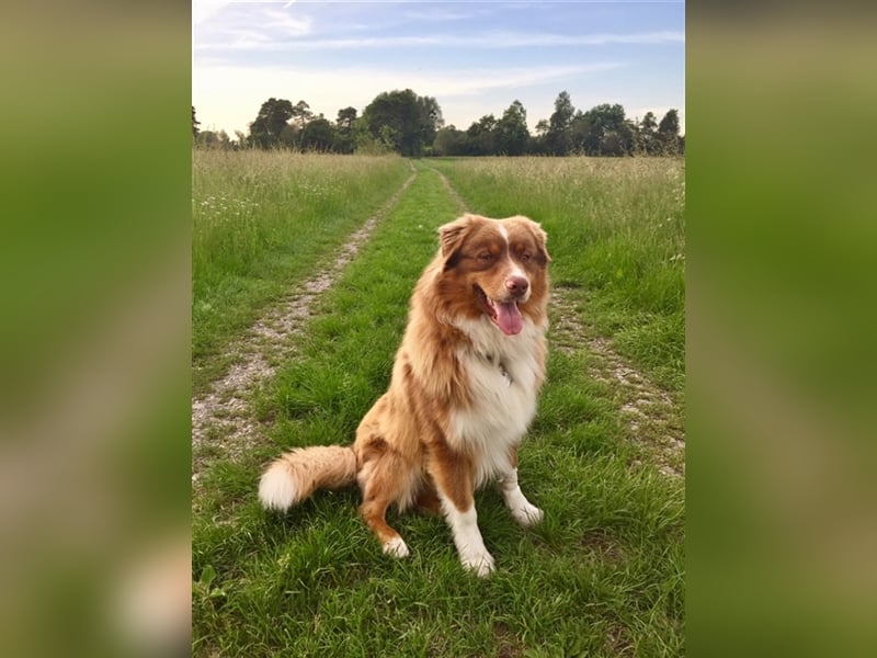 Australian Shepherd Deckrüde, ASCA , DNA VP, red tri, FREI von Gendefekten