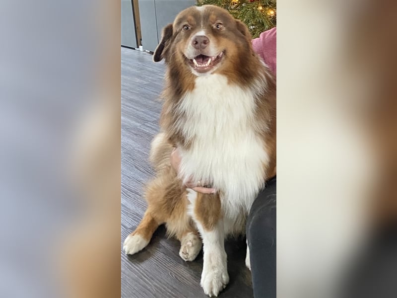Australian Shepherd Deckrüde, ASCA , DNA VP, red tri, FREI von Gendefekten